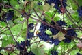 Background of blue grapes on green leaves