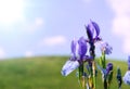 Background with blue iris