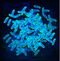 Background blue lactobacillus, bifidobacteria, probiotic, prebiotic. Infographics. Vector illustration on isolated