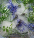 Background of blue pea flower with green leaves frozen in ice Royalty Free Stock Photo