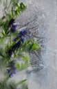 Background of blue pea flower with green leaves frozen in ice Royalty Free Stock Photo