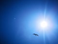 Background: blue sky and bird flying in the sky. incredible landscape and background