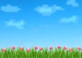 Background with with blue sky, clouds, green grass end pink flowers tulips