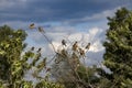 Summer landscape with sparrows. Sparrows on a branch.