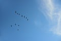 Background with blue sky and delicate white clouds, in front of which a flock of geese flies as migratory birds and is changing