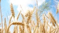 background of the blue sky, golden ears of rye close-up spikelets of wheat Royalty Free Stock Photo