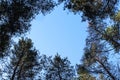 The background of blue sky between the tops of the pine trees, autumn day