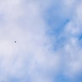 Background of blue sky with white clouds and flying bird Royalty Free Stock Photo