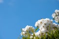 White roses and blue sky background