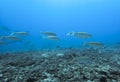 Background Blue Underwater in Ocean with School of Yellow Stripe Royalty Free Stock Photo