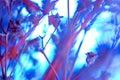 Background - blue and violet mauve colors