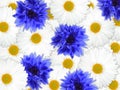 Background of blue and white flowers Royalty Free Stock Photo