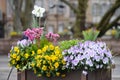 Background of blue, white and yellow mixed colored pansies or Viola Tricolor flowers in a garden pot in a sunny spring day, beauti Royalty Free Stock Photo