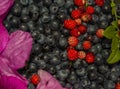 Background of blueberries and strawberry rose petals Royalty Free Stock Photo