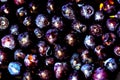 Background blueberry Macro