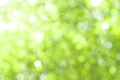 Background blur of nature in spring Royalty Free Stock Photo