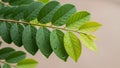 The background is blurred, allowing focus on the detailed leaf structure Royalty Free Stock Photo