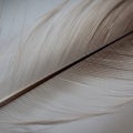 Background is blurred, emphasizing the feather\'s detailed texture and natural Royalty Free Stock Photo