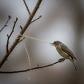Background is blurred, emphasizing focus on the bird and branch Royalty Free Stock Photo