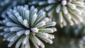 Background is blurred emphasizing the focus on the frosted needles in the Royalty Free Stock Photo
