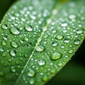 Background is blurred, emphasizing the leaf and droplets as the central Royalty Free Stock Photo