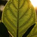 The background is blurred emphasizing the leaf s detailed structure Royalty Free Stock Photo