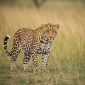 The background is blurred emphasizing the leopard s presence in the scene Royalty Free Stock Photo