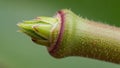 The background is blurred emphasizing the sharp focus on the bud Royalty Free Stock Photo