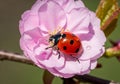 Background is blurred, highlighting the ladybug and blossom in sharp Royalty Free Stock Photo