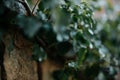 Beautiful green and yellow textured leafs with blurred background