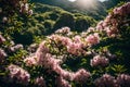 Background with a blurred mountain laurel kalmia latifolia bush in bloom