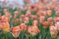 Background blurred spring flowers in pink and green tones. Tulips close up, defocus. Abstract Royalty Free Stock Photo