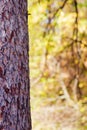 Strong tree trunk against a blurred background of a forest in fall