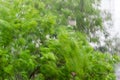 Background of the blurred trees branches during strong gusty wind