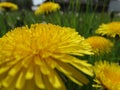 Background of blurry dandelions.