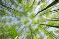 Background bottom view of the crowns and the tops of birch trees stretch to the blue clear sky with bright green young leaves in Royalty Free Stock Photo