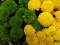 Background of a bouquet of large two-tone chrysanthemum