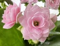 Bouquet of pink miniature roses, Kalanchoe. Royalty Free Stock Photo