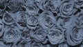 Background of a bouquet of beautiful flowers. Roses. Buds. Design. Toning. Blueprint.  Close up. Royalty Free Stock Photo