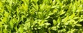 Background of boxwood green leaves