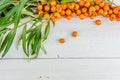 background with a branch and berries of orange buckthorn