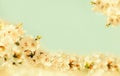 Background of branch of blossoming cherry on a blue background Royalty Free Stock Photo