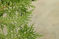 Background of branch cypress
