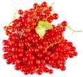 Background of branch ripe juicy red currant berries.