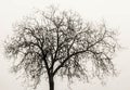 Background. branched tree without leaves with white background Royalty Free Stock Photo