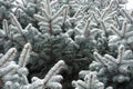 Background branches of blue spruce covered with snow Royalty Free Stock Photo