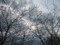 Background of the branches of cherries