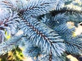 Background of branches of coniferous plants