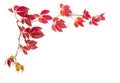 Branches of Virginia creeper with autumn leaves on white background