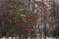 Background of branches ripe rowan, bunches snow falling asleep. For your design. Selective focus.